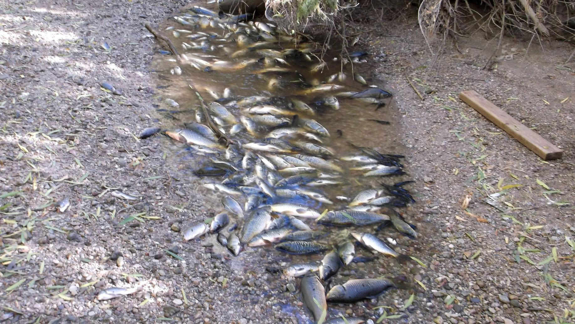 Fish die as Lower Santa Cruz is diverted for Ina bridge construction